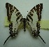 (Graphium aristeus hermocrates - UMKL-JJW0504)  @14 [ ] Unspecified (default): All Rights Reserved  Unspecified Unspecified