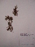 (Gratiola bogotensis - Antoine 11175)  @11 [ ] CreativeCommons - Attribution Non-Commercial Share-Alike (2013) Unspecified Instituto de Investigación de Recursos Biológicos Alexander von Humboldt
