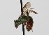  (Augochloropsis ARG09 - ARG-7205-54)  @14 [ ] CreativeCommons - Attribution Non-Commercial Share-Alike (2010) Packer Collection York University York University