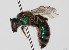  (Augochloropsis ARG06 - ARG-7205-74)  @14 [ ] CreativeCommons - Attribution Non-Commercial Share-Alike (2010) Packer Collection York University York University