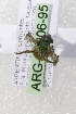  (Augochloropsis ARG11 - ARG-09806-95)  @12 [ ] CreativeCommons - Attribution Non-Commercial Share-Alike (2011) Packer Collection York University York University