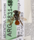  (Sphecodes ARG01 - ARG-6831-58)  @13 [ ] CreativeCommons - Attribution Non-Commercial Share-Alike (2011) Packer Collection York University York University