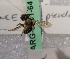  (Halictus townsendi - ARG-6831-64)  @13 [ ] CreativeCommons - Attribution Non-Commercial Share-Alike (2011) Packer Collection York University York University