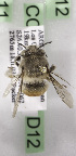  (Anthophora ARG01 - CCDB-15258-D12)  @13 [ ] CreativeCommons - Attribution Non-Commercial Share-Alike (2012) Packer Collection York University York University