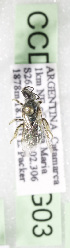  (Pseudagapostemon ARGZ01 - CCDB-15258-G03)  @11 [ ] CreativeCommons - Attribution Non-Commercial Share-Alike (2012) Packer Collection York University York University