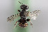  (Spinoliella nomadoides - CCDB-28314 A03)  @13 [ ] CreativeCommons - Attribution (2015) Laurence Packer York University