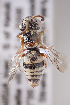  (Epeolus flavociliatus - CCDB-30346 A06)  @15 [ ] CreativeCommons - Attribution (2017) Laurence Packer York University