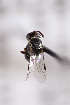  (Hylaeus sp. 1 - CCDB-24582 B03)  @11 [ ] CreativeCommons - Attribution (2016) Laurence Packer York University