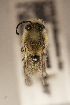  (Colletes sulcatus - CCDB-30384 B05)  @12 [ ] CreativeCommons - Attribution (2017) Laurence Packer York University