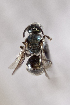  (Lasioglossum sp. 1 - CCDB-24582 B06)  @14 [ ] CreativeCommons - Attribution (2016) Laurence Packer York University