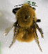  (Bombus dahlbomii - CCDB-09857 E02)  @13 [ ] Copyright (2010) Laurence Packer York University