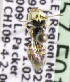  (Liphanthus brevicornis - CCDB-09857 F01)  @12 [ ] Copyright (2010) Laurence Packer York University