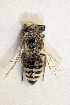  (Colletes pumilus - CCDB-30346 B10)  @11 [ ] CreativeCommons - Attribution (2017) Laurence Packer York University