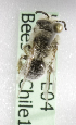  (Perditomorpha spC - CCDB-10006 E04)  @13 [ ] Copyright (2010) Laurence Packer York University