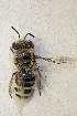  (Colletes tuberculatus - CCDB-30346 C01)  @11 [ ] CreativeCommons - Attribution (2017) Laurence Packer York University