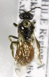  (Corynura sp. aff. heterochlora - CCDB-10040 A10)  @11 [ ] Copyright (2011) Laurence Packer York University