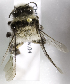  (Caupolicana albiventris - CCDB-10040 F11)  @13 [ ] Copyright (2011) Laurence Packer York University