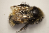  (Bombus johanseni - CCDB-30346 G04)  @13 [ ] CreativeCommons - Attribution (2017) Laurence Packer York University