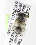  (Colletes capensis - 04483A07-ZAF)  @13 [ ] CreativeCommons - Attribution Non-Commercial Share-Alike (2010) Unspecified York University