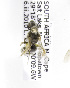  (Lasioglossum CtenoZAF8 - 04483A10-ZAF)  @13 [ ] CreativeCommons - Attribution Non-Commercial Share-Alike (2010) Unspecified York University