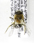  (Colletes zuluensis - 04483C08-ZAF)  @13 [ ] CreativeCommons - Attribution Non-Commercial Share-Alike (2010) Unspecified York University