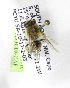  (Colletes marleyi - 04483G08-ZAF)  @13 [ ] CreativeCommons - Attribution Non-Commercial Share-Alike (2010) Unspecified York University