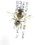  (Lasioglossum ZAF3 - 04483G11-ZAF)  @11 [ ] CreativeCommons - Attribution Non-Commercial Share-Alike (2010) Unspecified York University