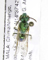  (Augochloropsis GTM01 - 04486A02-GTM)  @12 [ ] CreativeCommons - Attribution Non-Commercial Share-Alike (2010) Unspecified York University