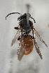  (Nomiinae sp - CCDB-33206 A07)  @11 [ ] CreativeCommons - Attribution (2018) Laurence Packer York University
