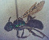  (Lasioglossum n. sp. 2 - CCDB-34571 A07)  @11 [ ] CreativeCommons - Attribution by Laurence Packer (2020) Laurence Packer York University