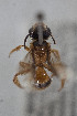  (Thrinchostoma sp - CCDB-33206 A10)  @11 [ ] CreativeCommons - Attribution (2018) Laurence Packer York University