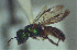  (Lasioglossum n. sp. 4 - CCDB-34571 B04)  @11 [ ] CreativeCommons - Attribution by Laurence Packer (2020) Laurence Packer York University