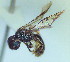  (Lasioglossum n. sp. 6 - CCDB-34571 B10)  @11 [ ] CreativeCommons - Attribution by Laurence Packer (2020) Laurence Packer York University