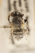  (Anthophora tenella - CCDB-24581 B11)  @11 [ ] CreativeCommons - Attribution (2016) Laurence Packer York University