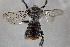  (Austrothurgus sp - CCDB-33206 B11)  @11 [ ] CreativeCommons - Attribution (2018) Laurence Packer York University