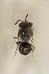  (Leioproctus sp - CCDB-30383 B2)  @11 [ ] CreativeCommons - Attribution (2016) Laurence Packer York University