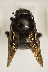  (Xylocopa caribea - CCDB-24581 C01)  @11 [ ] CreativeCommons - Attribution (2016) Laurence Packer York University