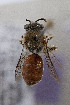  (Leioproctus pachyodontus - CCDB-33206 C01)  @11 [ ] CreativeCommons - Attribution (2018) Laurence Packer York University