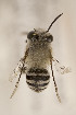  (Anthophora rara - CCDB-24581 C09)  @11 [ ] CreativeCommons - Attribution (2016) Laurence Packer York University