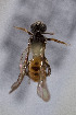  (Halictinae sp - CCDB-33206 C12)  @11 [ ] CreativeCommons - Attribution (2018) Laurence Packer York University