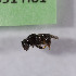  (Lepidotrigona Lepidotrigona - CCDB-19991 H01)  @11 [ ] Unspecified (default): All Rights Reserved (2013) Packer Collection York University York University