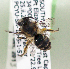  (Colletes tuscomotus - CCDB-22792 B06)  @13 [ ] Unspecified (default): All Rights Reserved (2014) Packer Collection York University York University