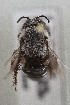  (Lonchopria sp. LP4 - CCDB-33206 D01)  @11 [ ] CreativeCommons - Attribution (2018) Laurence Packer York University