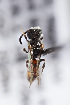  (Sphecodes sp - CCDB-34572 D01)  @11 [ ] CreativeCommons - Attribution by Laurence Packer (2017) Laurence Packer York University