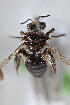  (Cephalocolletes isabelae - CCDB-33206 D04)  @11 [ ] CreativeCommons - Attribution (2018) Laurence Packer York University