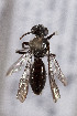  (Halictonomia nudula - CCDB-33206 E04)  @11 [ ] CreativeCommons - Attribution (2018) Laurence Packer York University