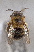  (Anthophorini sp - CCDB-33206 E10)  @11 [ ] CreativeCommons - Attribution (2018) Laurence Packer York University