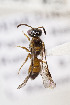  (Microsphecodes - CCDB-33206 F04)  @11 [ ] CreativeCommons - Attribution (2018) Laurence Packer York University