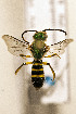  (Agapostemon leunculus - CCDB-34684 F11)  @11 [ ] CreativeCommons - Attribution by Laurence Packer (2017) Laurence Packer York University