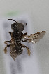  (Halictus townsendii - CCDB-30386 G10)  @11 [ ] CreativeCommons - Attribution (2017) Laurence Packer York University